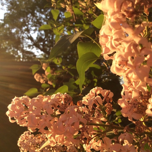 Meet your Posher, Courtney - Picture 1 of 1